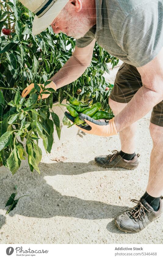 Ein älterer Landwirt sammelt reife grüne Paprikaschoten im Garten Mann Ernte pflücken abholen Peperoni Gärtner männlich Senior Ackerbau Landschaft ländlich