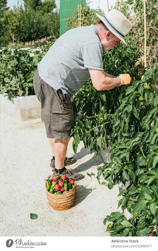 Älterer Bauer pflückt reifes Gemüse im Garten Landwirt pflücken abholen Ernte Gärtner Landschaft Buchse Sommer Bauernhof männlich Mann Senior Saison Lebensmitte