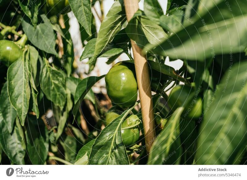 Grüne Paprika im Garten auf dem Lande grün Buchse wachsen Landschaft sonnig reif Gemüse Bauernhof Schonung Ackerbau kultivieren organisch Wachstum frisch