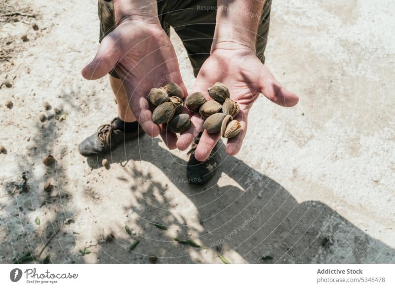 Landwirt mit einer Handvoll Mandeln im Garten Haufen Nut Ernte Panzer Schonung abholen Mann männlich Gärtner organisch Landschaft solide Nussschale Sommer