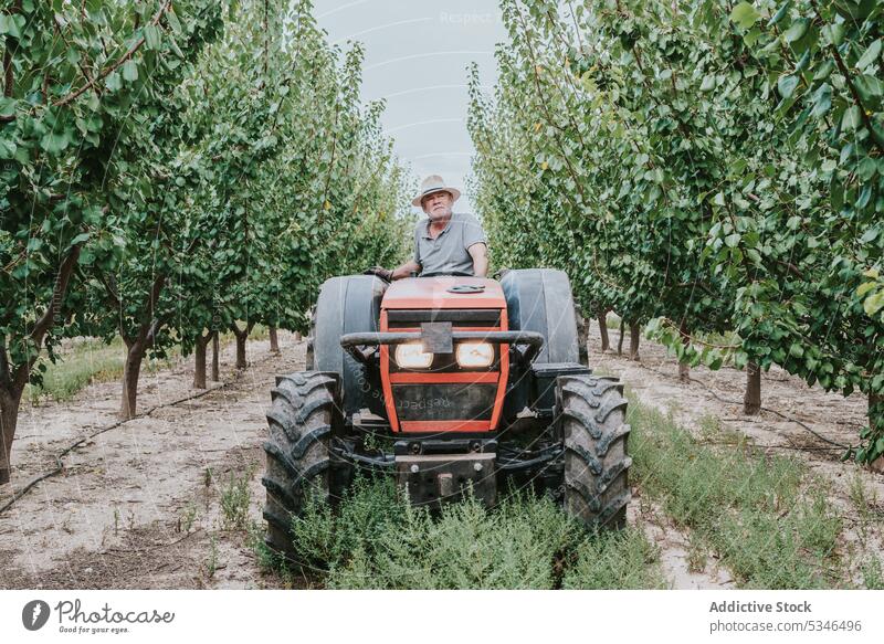 Älterer Mann fährt Traktor auf einem Bauernhof Laufwerk Obstgarten Landwirt Sommer Baum Ackerbau Arbeit Landschaft männlich älter Senior gealtert Schonung