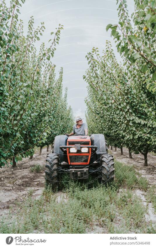 Älterer Mann fährt Traktor auf einem Bauernhof Laufwerk Obstgarten Landwirt Sommer Baum Ackerbau Arbeit Landschaft männlich älter Senior gealtert Schonung