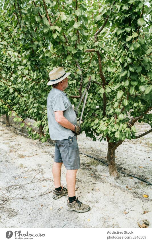 Männlicher Landwirt beim Beschneiden eines Obstbaums Mann Pflaume Baum Ast Obstgarten Garten Sommer Ackerbau männlich älter Senior gealtert Gärtner Agronomie