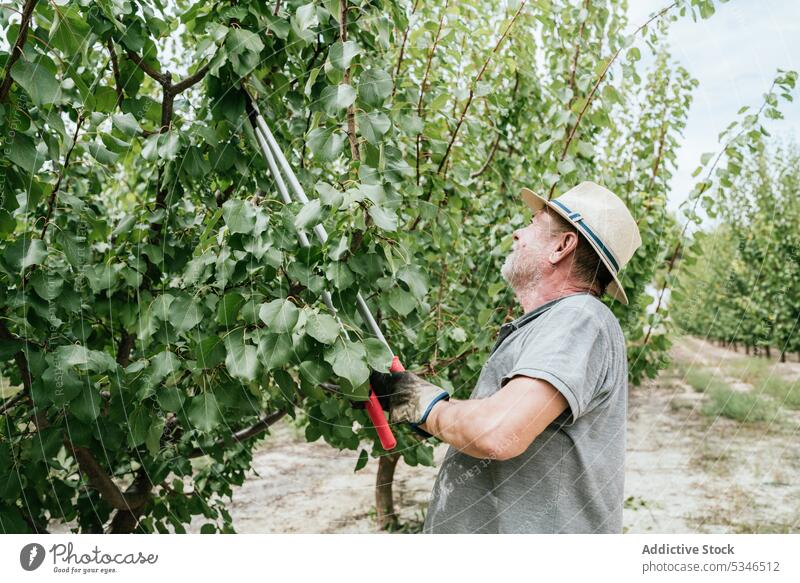 Männlicher Landwirt beim Beschneiden eines Obstbaums Mann Pflaume Baum Ast Obstgarten Garten Sommer Ackerbau männlich älter Senior gealtert Gärtner Agronomie