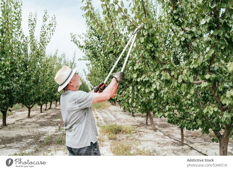 Männlicher Landwirt beim Beschneiden eines Obstbaums Mann Pflaume Baum Ast Obstgarten Garten Sommer Ackerbau männlich älter Senior gealtert Gärtner Agronomie