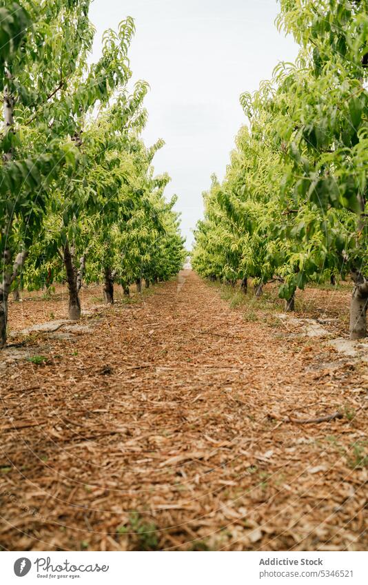 Weg inmitten von Obstbäumen im Obstgarten Baum Frucht Sommer Blatt Zweig Deckung trocknen Landschaft Bauernhof Laubwerk kultivieren Saison Boden Wachstum