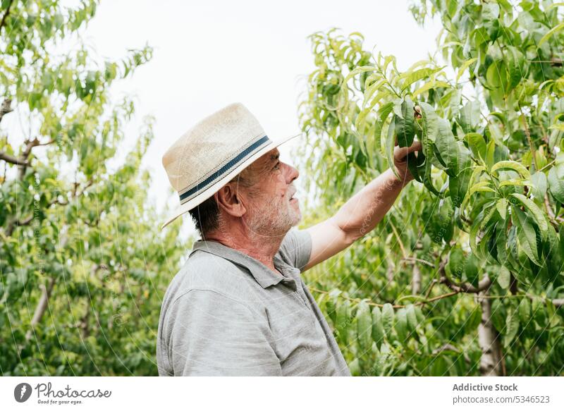 Mann prüft Blätter eines Obstbaums Landwirt prüfen Blatt Baum Frucht Ast Obstgarten Ackerbau Landschaft männlich älter Senior gealtert Pfirsich Gärtner Sommer