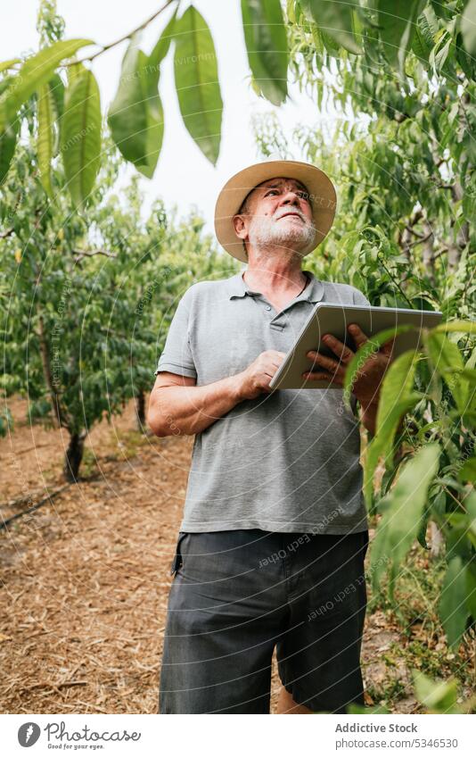 Ein älterer Landwirt benutzt ein Tablet in der Nähe von Obstbäumen Mann benutzend Tablette prüfen Baum berühren Ast Obstgarten online männlich Pflanze Bauernhof