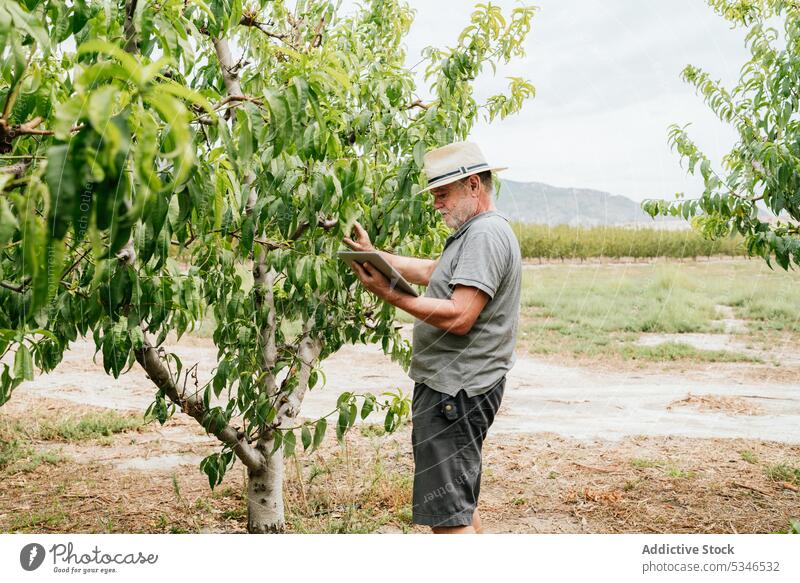 Ein älterer Landwirt benutzt ein Tablet in der Nähe von Obstbäumen Mann benutzend Tablette prüfen Baum berühren Ast Obstgarten online männlich Pflanze Bauernhof