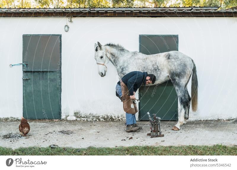 Hufschmied beschlägt Pferd außerhalb des Stalls Mann Hufeisen Pferdestall Ranch befestigen Arbeit nageln männlich Hammer aufschlagen Schuh Säugetier Tier