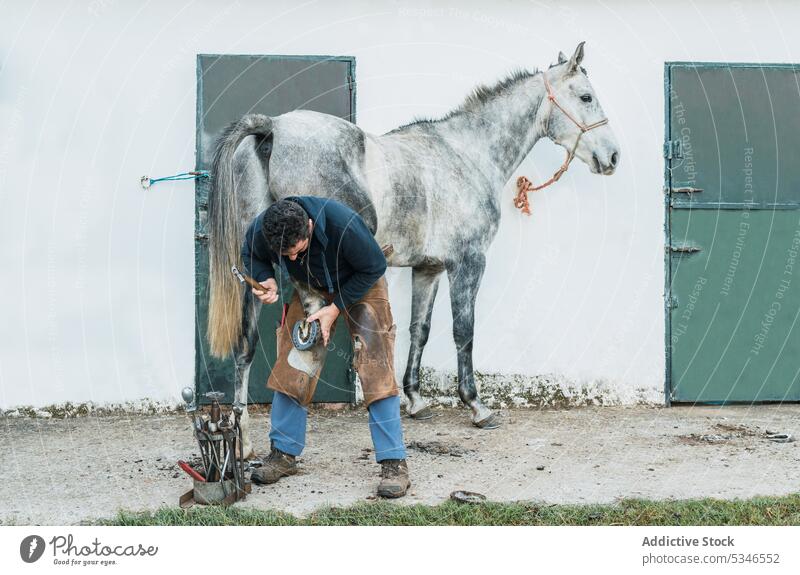 Hufschmied befestigt Hufeisen am Huf eines Pferdes Mann nageln Pferdestall Zange Arbeit Hof männlich anstrengen Grunge chaps Ranch Werkzeug Wehen Säugetier