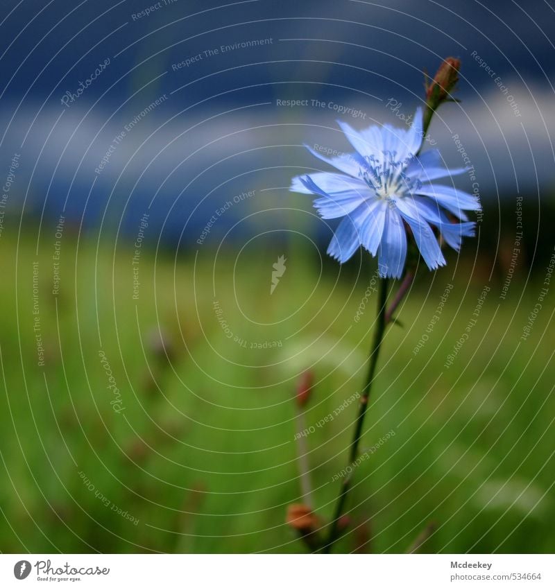 Ich blühe immer noch Umwelt Natur Landschaft Pflanze Himmel Wolken Sommer Klima schlechtes Wetter Unwetter Wind Gewitter Blume Gras Blatt Blüte Grünpflanze