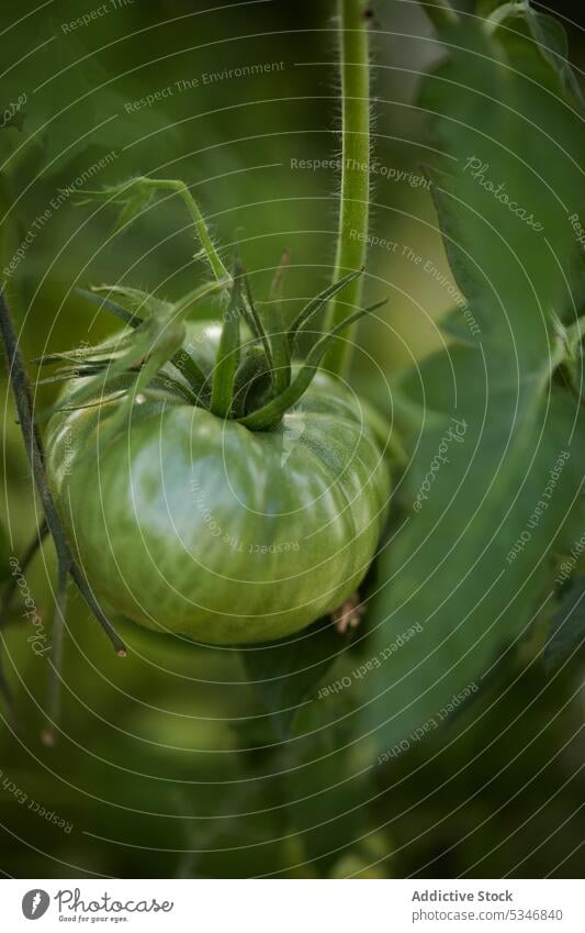 Grüne Tomate wächst auf einer Pflanze in der Landschaft groß grün unreif Garten Buchse Wachstum Gemüse hängen Natur tagsüber Sommer sonnig vegetieren Saison