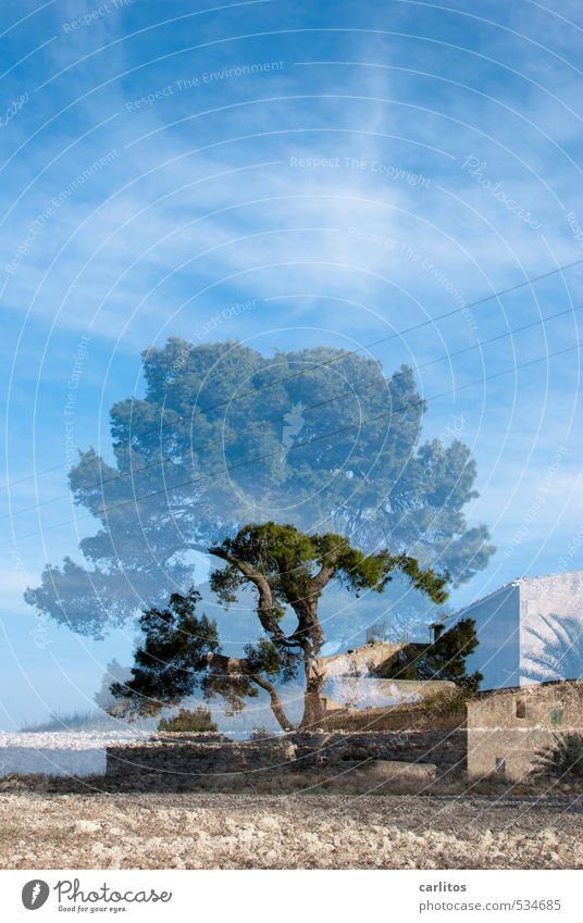 Happy Birthday PHOTOCASE Urelemente Erde Luft Himmel Wärme Baum Feld ästhetisch Pinie Ferienhaus Landhaus Doppelbelichtung mediterran Mallorca Natursteinhaus