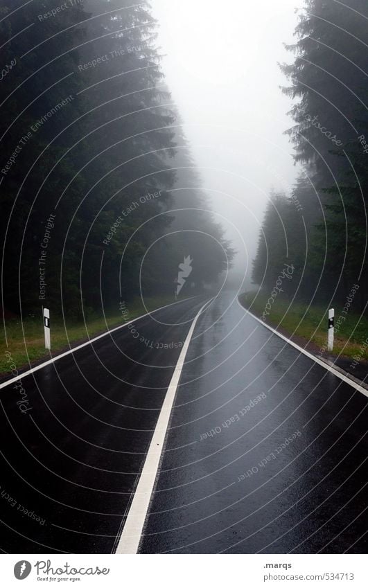 Down Ausflug Umwelt Natur Landschaft Herbst Klima schlechtes Wetter Nebel Baum Nadelbaum Verkehr Verkehrswege Straßenverkehr Linie fahren dunkel Ferne gruselig