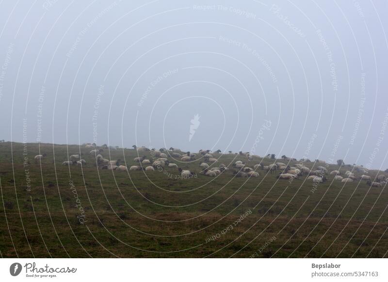 Schafherde beim Grasen auf dem Camino de Santiago Tier Natur Nebel Weide Weidenutzung Landwirtschaft neblig Schwarm Herde Morgen ländlich weiß Feld