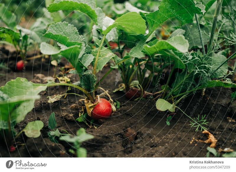 Wachsende organische Rettich im Garten Boden. Gesundes Gemüse, Lebensmittel Hintergrund. frisch Gesundheit natürlich roh rot Nahaufnahme Bestandteil reif Wurzel