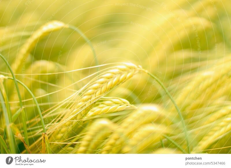 golden gerstenähren. gerstenfeld, landwirtschaft ernährung anbau wachstum Menschenleer Ernte ökologisch Pflanze Korn Ackerbau Kornfeld Nutzpflanze Getreide