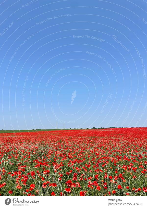 Blühender Mohn soweit das Auge reicht Mohnblüte Mohnfeld Sommer Pflanze rot Außenaufnahme Feld Farbfoto Menschenleer Landschaft Horizont Blauer Himmel