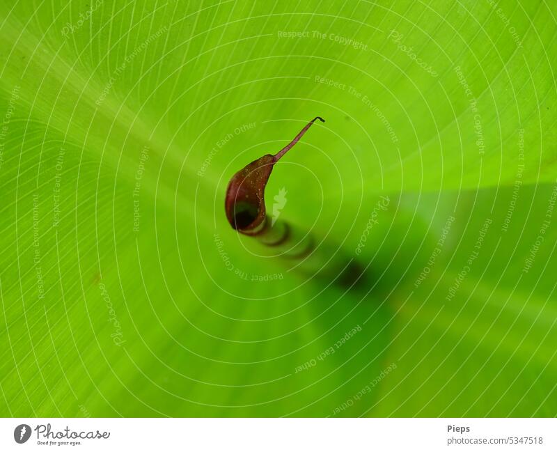 Neues Blatt vom Blumenrohr entrollt sich (2) Zierpflanze Spirale Stauden dekorativ imposant exotisch Canna Wachstum Blattspitze Photosynthese Mitte Hintergrund