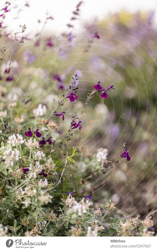 Weiße und lila Wildblumen Makroaufnahme Außenanlage angepflanzt violett Wildpflanze Wildkräuter Hochformat natürlich Tageslicht Erholung Blühend Park Frühling