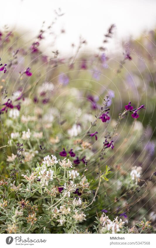 Wilde Blumen in lila und weiß im Frühsommer Pflanze Blüte Natur Nahaufnahme Garten Park Frühling Außenaufnahme Sommer Blühend Wildblume Wiese grüm Tageslicht