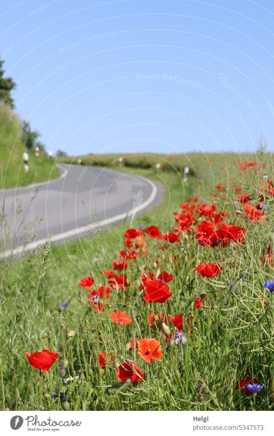 Mohnblumen am Straßenrand Klatschmohn Kurve Feld Feldrand Rapsfeld Gras Himmel Markierung Sommer Blume Blüte Natur Pflanze Außenaufnahme Landschaft Menschenleer