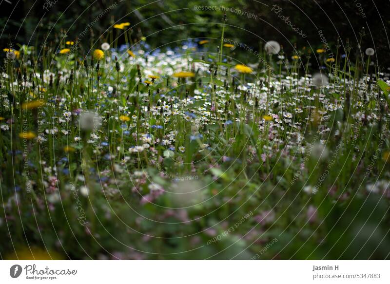 Wilde Blumenwiese Wiese Wiesenblumen Natur Blüte Pflanze Blühend Umwelt natürlich Wildpflanze Farbfoto grün Gras Wachstum Menschenleer Außenaufnahme Sommer