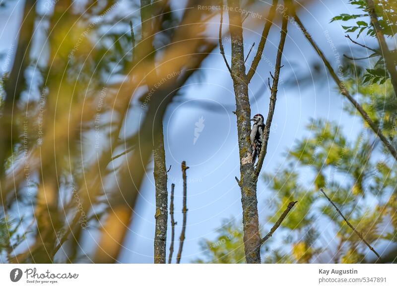 Buntspecht am Baumstamm auf Futtersuche Dendrocopos major Buntspechte Spechte Picidae Vögel Vogelwelt Spechtvögel Piciformes Echte Spechte Picinae Baumrinde