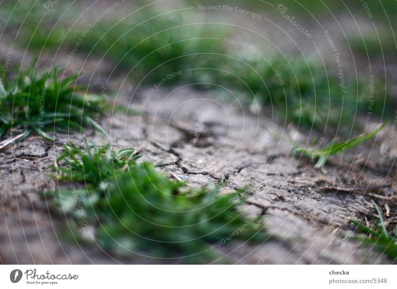 soil Gras trocken Bodenbelag Erde dreckig Riss