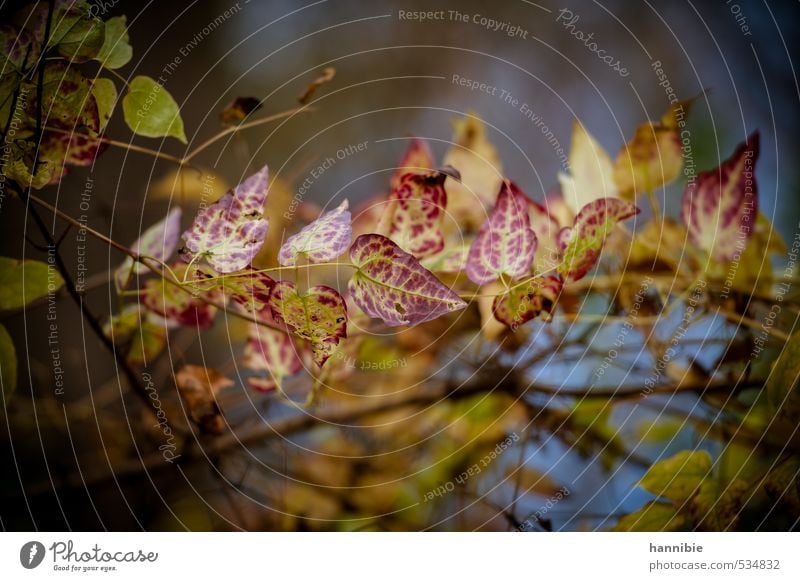 herbstwald Natur Pflanze Herbst Baum Blatt natürlich blau mehrfarbig gelb violett Vergänglichkeit bunte blätter Farbfoto Außenaufnahme Menschenleer Tag