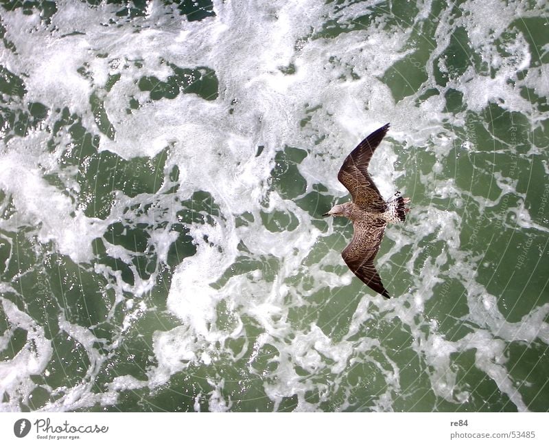 Winds of Change Möwe Vogel Meer Niederlande Wellen Tier Muster grün weiß schwarz braun Nordsee fliegen Wasser Kraft Kontrast Detailaufnahme Feder Helgoland