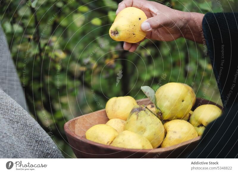 Ein Bauer sammelt reife Quitten im Garten Person Ernte abholen pflücken Korb Gärtner Frucht Landschaft Ackerbau temuco einheimisch frisch Saison ländlich Sommer