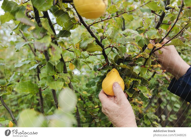 Erntehelfer bei der Ernte reifer Quitten im Garten Person pflücken abholen Baum Landwirt Gärtner Laubwerk Gartenbau kultivieren Ackerbau temuco einheimisch