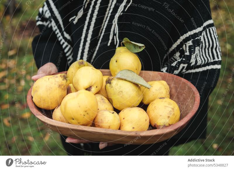 Anonyme Person mit Schale voller Quitten Gärtner Ernte Landwirt Pflanze Garten Ackerbau abholen mapuche temuco Chile chilenisch einheimisch traditionell