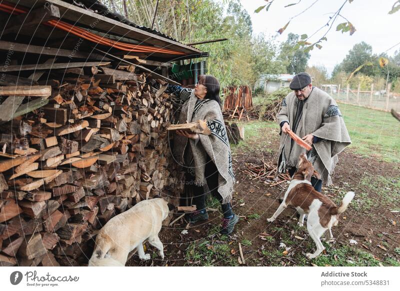 Ruhiges älteres Paar wählt Holzscheite im Dorf aus Landschaft Totholz Zusammensein ländlich Hund Natur Partnerschaft Konzentration mapuche temuco Chile