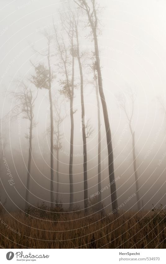 Nebelwald III Umwelt Natur Landschaft Herbst schlechtes Wetter Pflanze Baum Wald dunkel gruselig kalt natürlich Buchenwald Baumstamm hoch aufstrebend Farbfoto