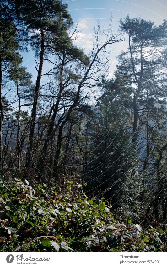 Heidelbergwald. Umwelt Natur Pflanze Himmel Schönes Wetter Baum Wald Wachstum frisch natürlich blau grün Leben kahl Ast Farbfoto Außenaufnahme Menschenleer Tag