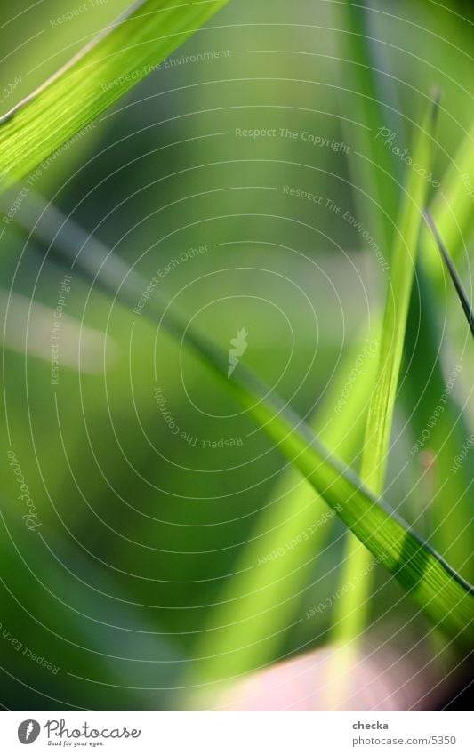 Gras Wiese Sommer Frühling Halm grün frisch Gesundheit