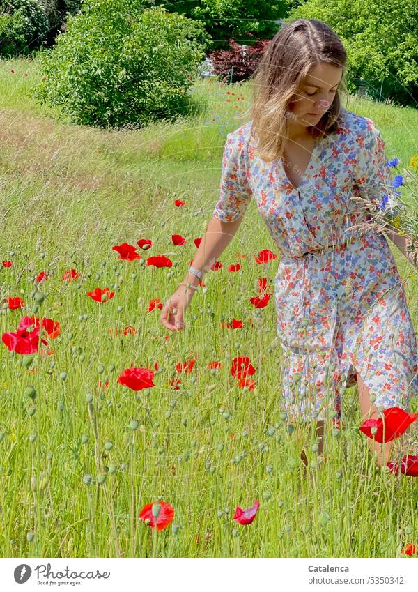 Frau im geblümtem Kleid und Blumenstrauß in der Hand pflückt Mohn duften Natur Flora Pflanze blühen Blüte Garten Gras Wiese Tag Tageslicht verblühen Person