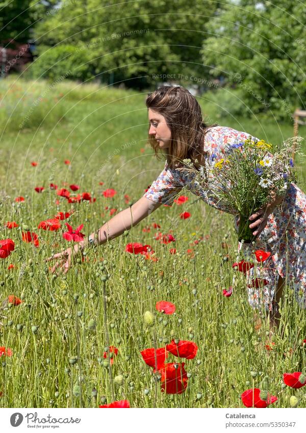 Frau im geblümtem Kleid und Blumenstrauß in der Hand pflückt Mohn II duften Natur Flora Pflanze blühen Blüte Garten Gras Wiese Tag Tageslicht verblühen Person