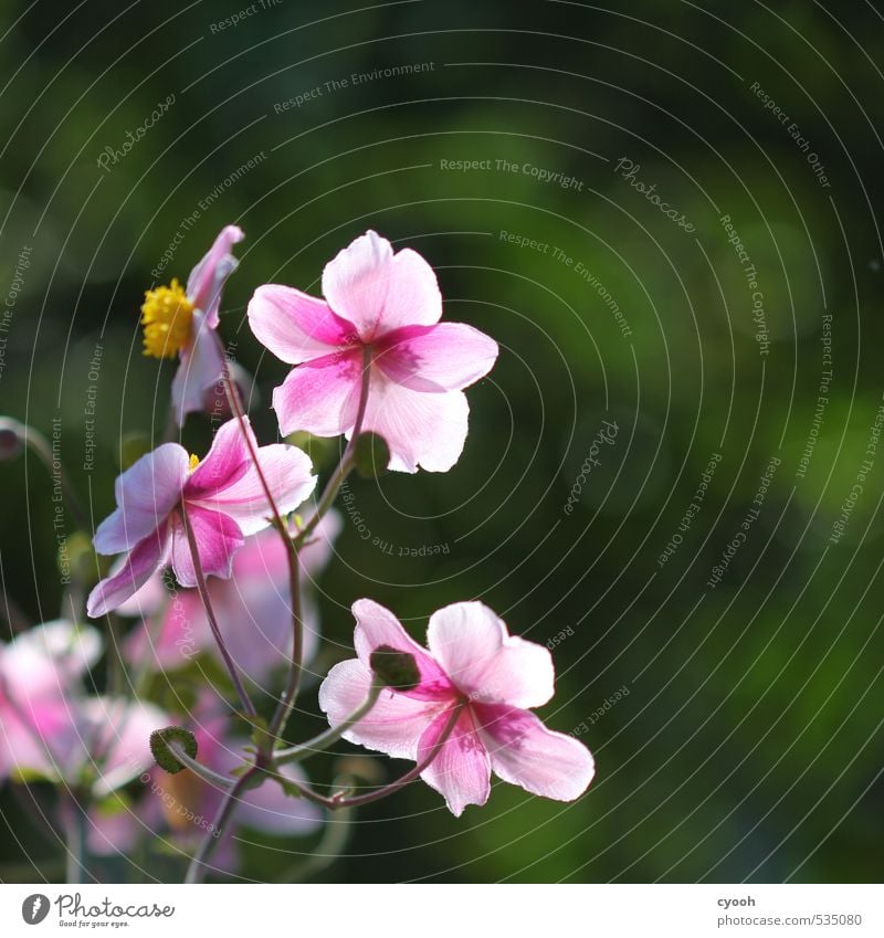 Herbstblüten II Natur Frühling Sommer Schönes Wetter Blume Blüte Garten Blühend Duft leuchten Wachstum ästhetisch frisch schön rund grün rosa Zufriedenheit