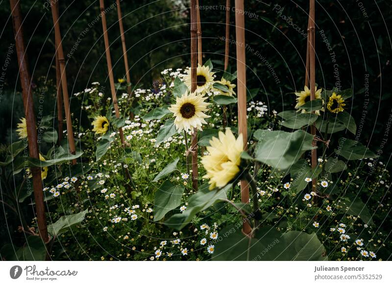 Gelbe Sonnenblumen wachsen an Pfählen empor Zitrone zitronengelb Bestäuber Margeriten Pole Blume Blumen Rohr Sonnenblumen, die an Stöcken wachsen