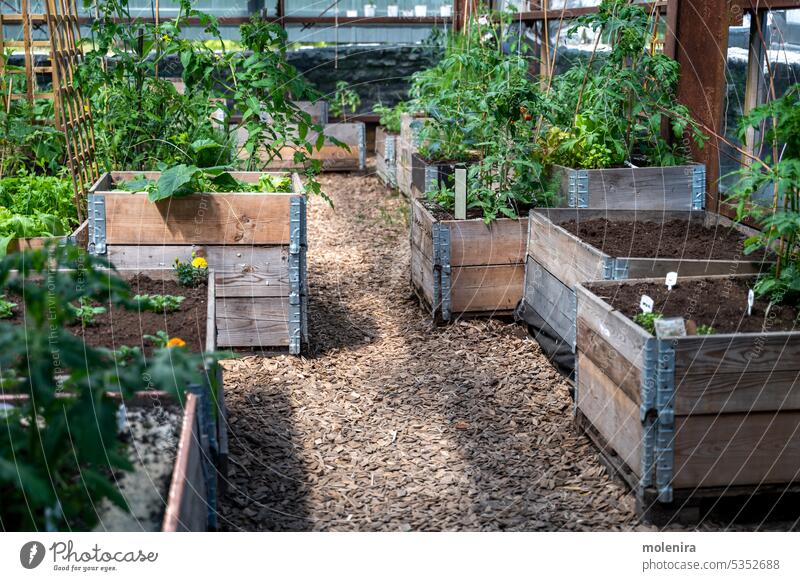 Hochbeete aus Holz im Gewächshaus des Gemeinschaftsgartens Gemüse Garten Gartenarbeit Gemüsegarten Eigenproduktion Pflanze Großstadt urban grün Bett angehoben