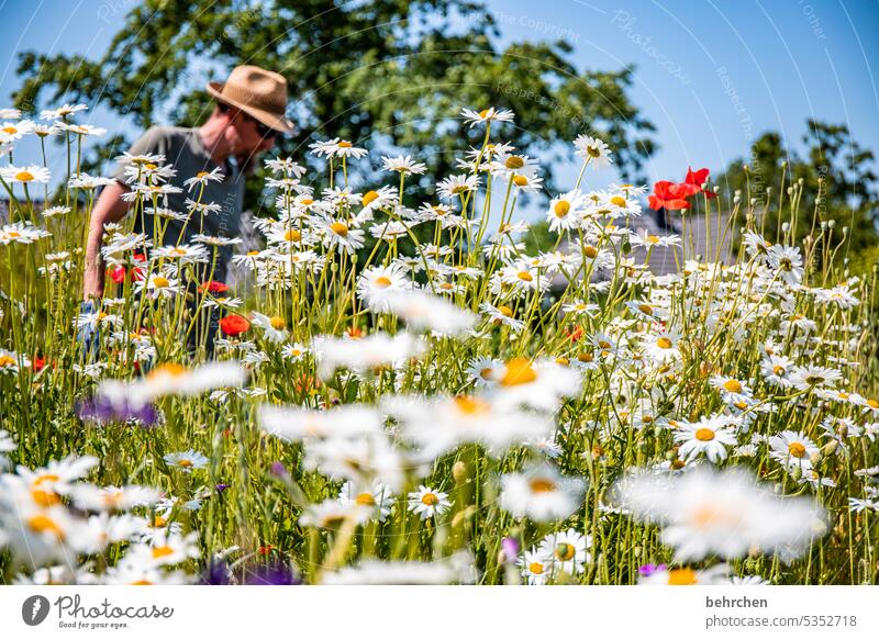 sommertag Margarite Mohn Unschärfe Schönes Wetter Garten Sommer prächtig Blühend schön Außenaufnahme leuchtend Blume Sonnenlicht Wiese Blütenblatt Wärme Umwelt