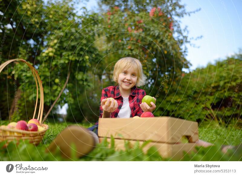 Kleiner Junge pflückt Äpfel im Obstgarten. Kind hält Strohkorb mit Ernte. Ernte im heimischen Garten im Herbst. Obst zum Verkauf. Kleines Geschäft. Apfel Kasten