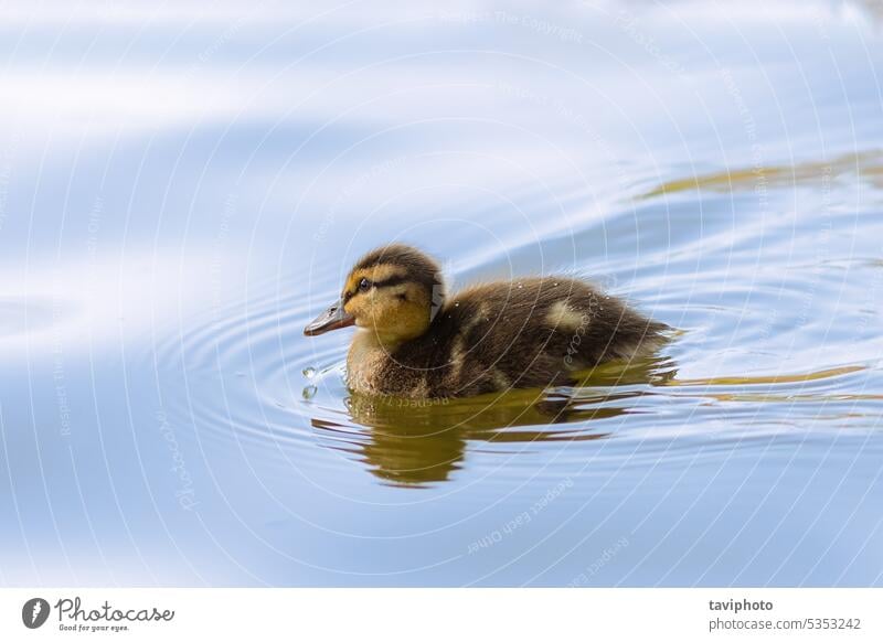 Stockente Jungvogel Anas Tier aquatisch schön Schönheit in der Natur Vogel braun contrejour niedlich Niedliches Entlein niedliche Stockenten-Küken