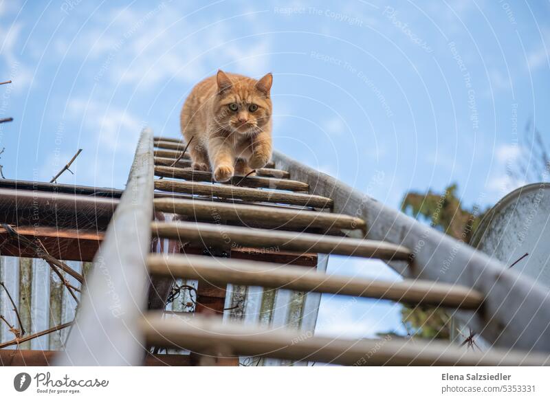 Roter Kater  klettert die Leiter runter. roter Kater katze rot klettern Haustier Hauskatze Katzenkopf Blick rotes fell Blauer Himmel nicht aufgeben Ziel