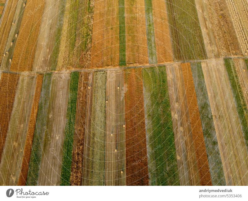 Luftaufnahme von kultivierten grünen Feldern und landwirtschaftlichen Parzellen mit Goldweizen, Strohrollen. Landschaft auf dem Land, Reihen geometrische Form Felder. Konzept der landwirtschaftlichen Industrie. Ukraine