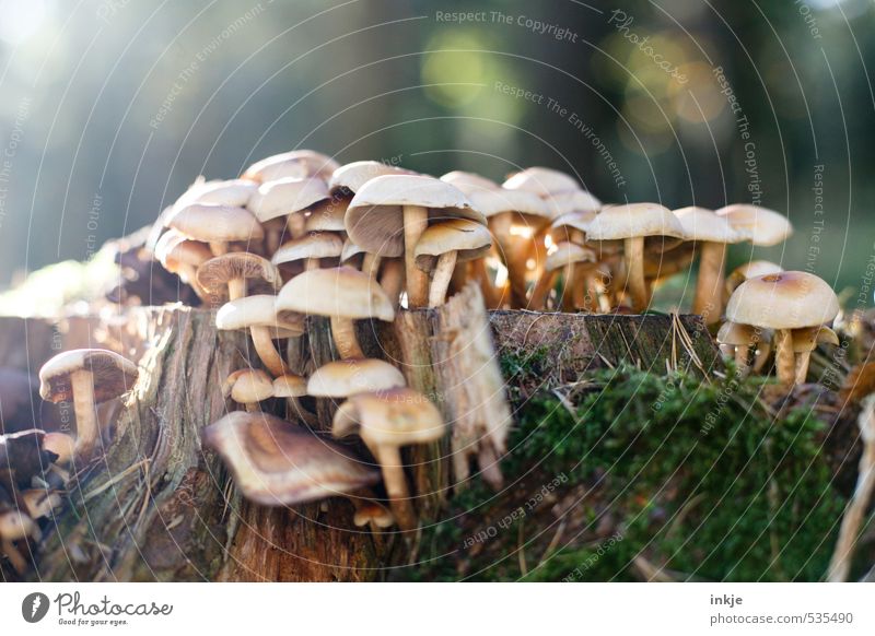 Sammelstelle Natur Pflanze Herbst Schönes Wetter Moos Pilz Wald Waldboden Wachstum klein nah braun grün ungenießbar Symbiose Baumstumpf Farbfoto Außenaufnahme